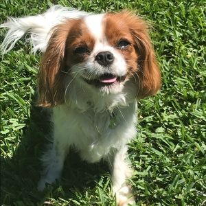 Meet your Posher, Allison